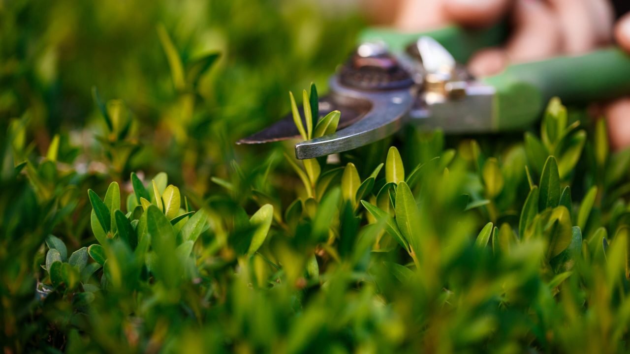 young-beautiful-florist-taking-care-flowers-focus-plant-min